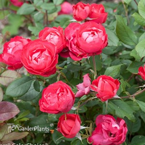 Oso Easy® Double Red Landscape Roses x