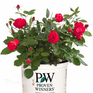 Oso Easy® Double Red Landscape Roses x