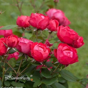 Oso Easy® Double Red Landscape Roses x