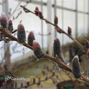 Black Cat® Pussywillow 
