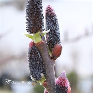 Black Cat® Pussywillow 