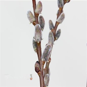 Black Cat® Pussywillow 