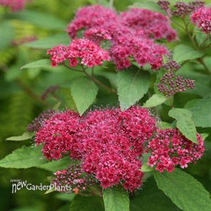 Double Play® Red Spirea