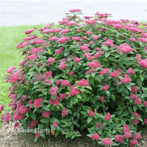 Double Play® Red Spirea