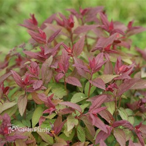 Double Play® Red Spirea