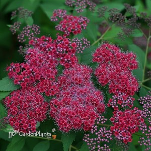 Double Play® Red Spirea