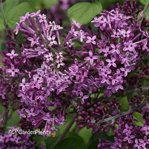 Bloomerang® Dark Purple Lilac