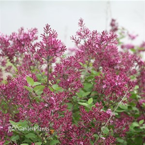 Bloomerang® Dark Purple Lilac