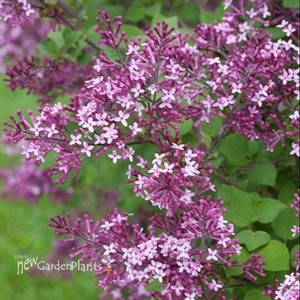Bloomerang® Dark Purple Lilac