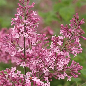 Bloomerang® 'Dwarf Pink' Reblooming Lilac