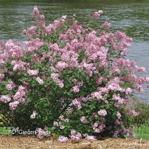 Bloomerang® 'Dwarf Pink' Reblooming Lilac