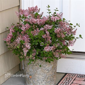 Bloomerang® 'Dwarf Pink' Reblooming Lilac