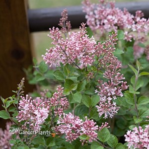 Bloomerang® 'Dwarf Pink' Reblooming Lilac