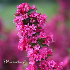 Sonic Bloom® Pink Reblooming Weigela