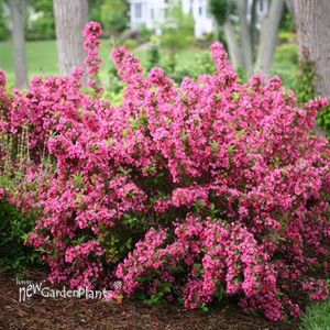 Sonic Bloom® Pink Reblooming Weigela