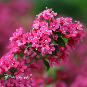 Sonic Bloom® Pink Reblooming Weigela