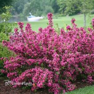 Sonic Bloom® Pink Reblooming Weigela