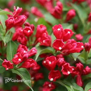 Sonic Bloom® Red Reblooming Weigela