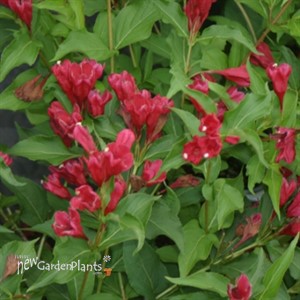 Sonic Bloom® Red Reblooming Weigela