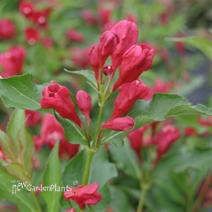 Sonic Bloom® Red Reblooming Weigela