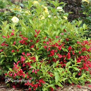 Sonic Bloom® Red Reblooming Weigela