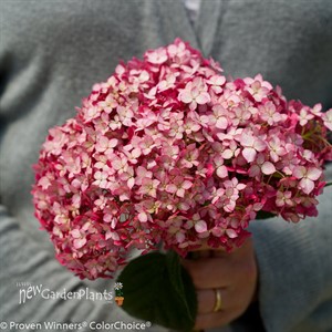 Invincibelle® Ruby Smooth hydrangea