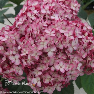 Invincibelle® Ruby Smooth hydrangea