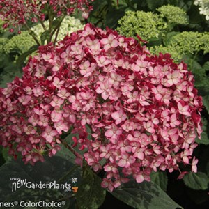 Invincibelle® Ruby Smooth hydrangea