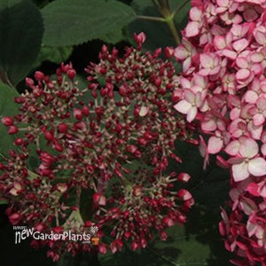 Invincibelle® Ruby Smooth hydrangea