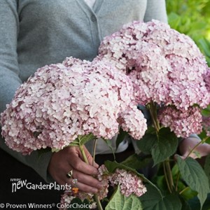 Incrediball® Blush - Smooth hydrangea