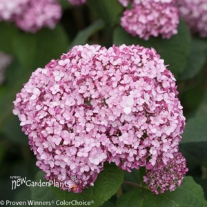 Incrediball® Blush - Smooth hydrangea