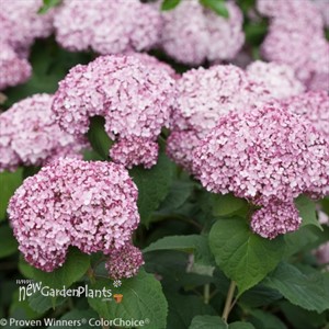 Incrediball® Blush - Smooth hydrangea
