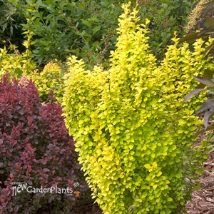 Sunjoy® Gold Pillar Barberry Berberis thunbergii