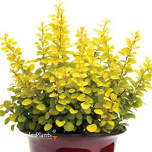 Sunjoy® Gold Pillar Barberry Berberis thunbergii