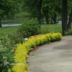 Sunjoy® Gold Pillar Barberry Berberis thunbergii