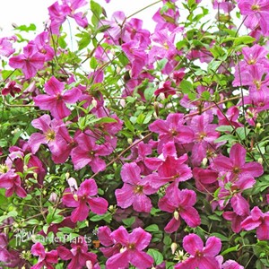 Pink Mink® Clematis x
