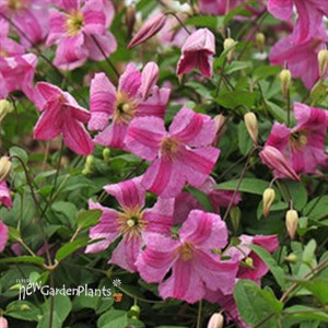 Pink Mink® Clematis x