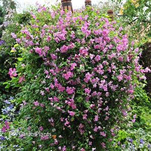 Pink Mink® Clematis x