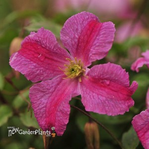 Pink Mink® Clematis x