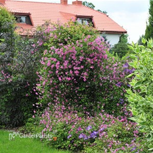Pink Mink® Clematis x