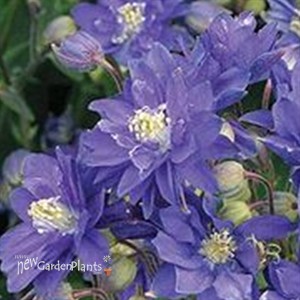 'Blue' Columbine