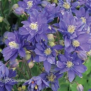 'Blue' Columbine