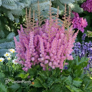 Little Vision In Pink