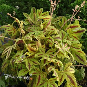 'Sunrise Falls' Heucherella