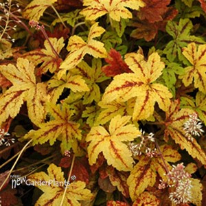 'Sunrise Falls' Heucherella