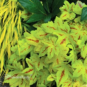 'Sunrise Falls' Heucherella