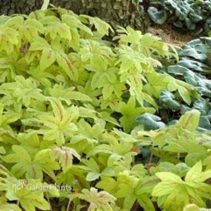 'Sunrise Falls' Heucherella