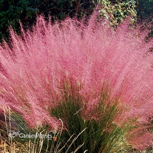 Muhly Grass Pink Hairgrass