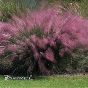 Muhly Grass Pink Hairgrass