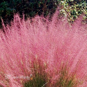 Muhly Grass Pink Hairgrass